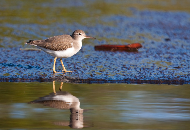 Spotted Sandpiper